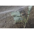 Kép 1/6 - BIOCONTROL - Rovarháló környezettudatos termeléshez, fehér - 2,20 x 10 méter