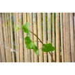 Kép 3/7 - BAMBOOCANE - Természetes hasított bambusznád kerítés - 1x5 m