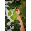 Kép 4/6 - Sissi Strawberry - 4 emeletes termesztő készlet