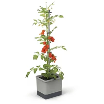 Tom Tomato - önöntöző paradicsomtermesztő