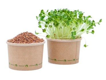 Mikrozöldek, csírák